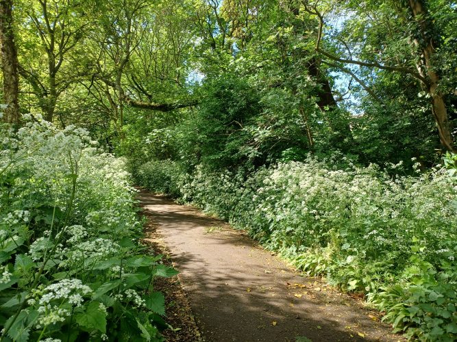 Walking path surrounded by green plants and covered by a canopy of trees creating a dappled light on the dirt path.