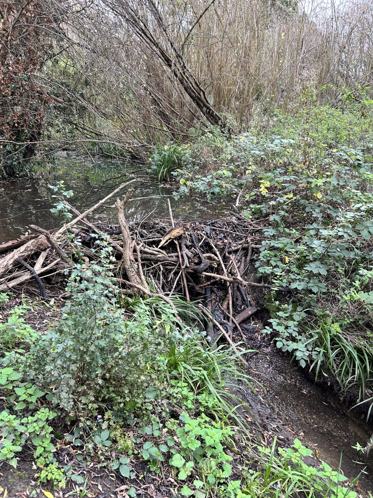 Beaver dam in Paradise Fields taken by Megan Thomas