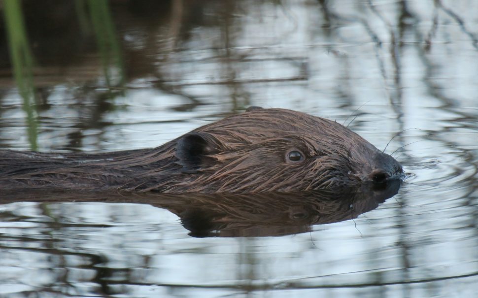 Beaver swimming