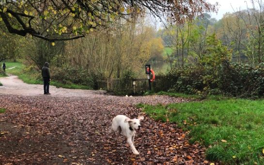 dog in hampstead heath