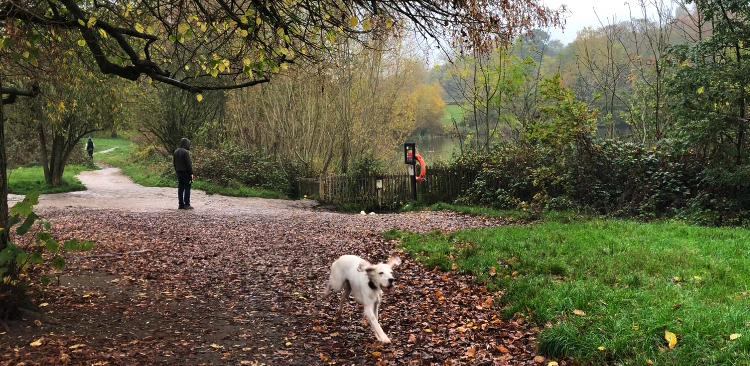 dog in hampstead heath